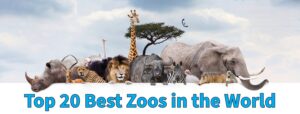 Top 20 best zoos in the world 2026 featuring wildlife conservation parks, natural habitats, safari style enclosures, and endangered animal protection programs